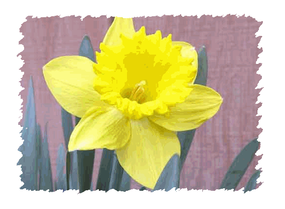 The Daffodil Principle