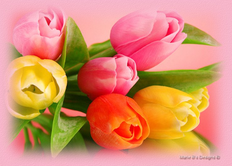 Spring Wishes