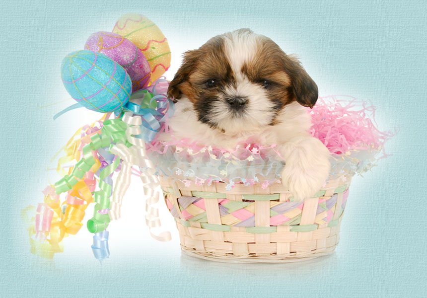 Easter Puppies